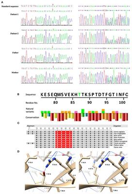 Case Report: Novel TRPM6 Mutations Cause Hereditary Hypomagnesemia With Secondary Hypocalcemia in a Chinese Family and a Literature Review